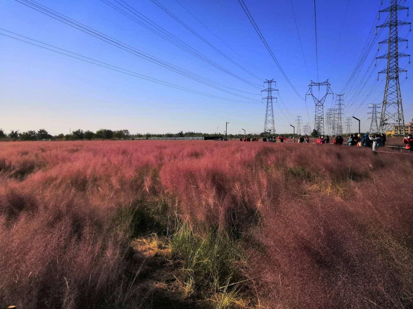 北京这个森林公园火了,不止有难得一见的粉黛子花丛,还有一片海