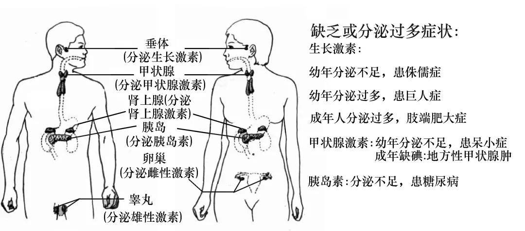 初中生物考前必看的初中生物结构图