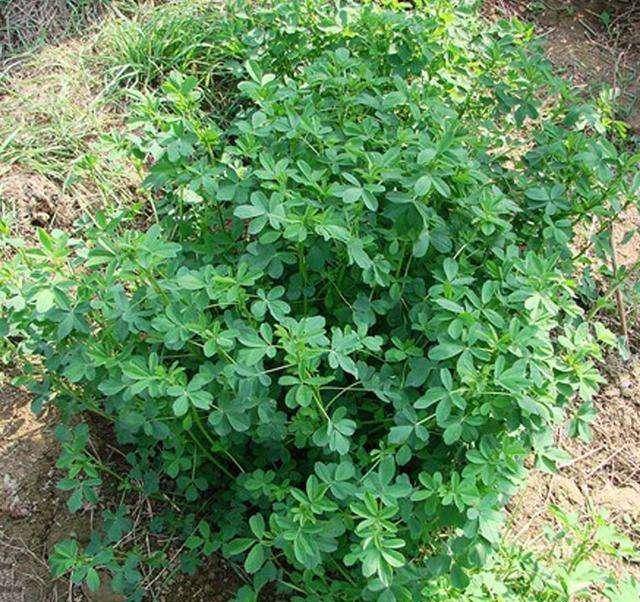 婆婆丁是马齿苋吗 3165fb9bb5e04ab78ed4999308bac364.jpeg