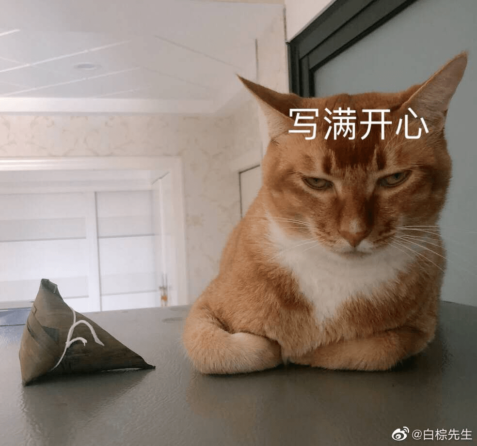 我这辈子都没沙雕过直到我养了只猫