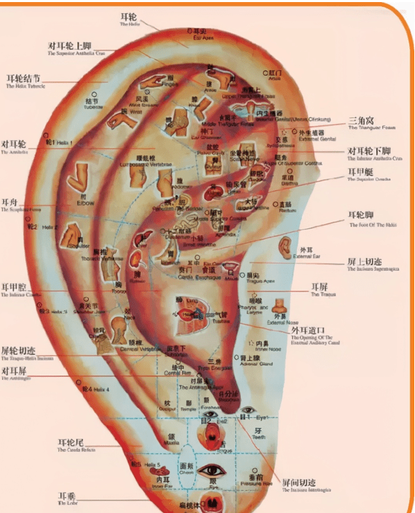 耳朵上面有个肾开关,拉一拉,保你肾气十足_手机搜狐网