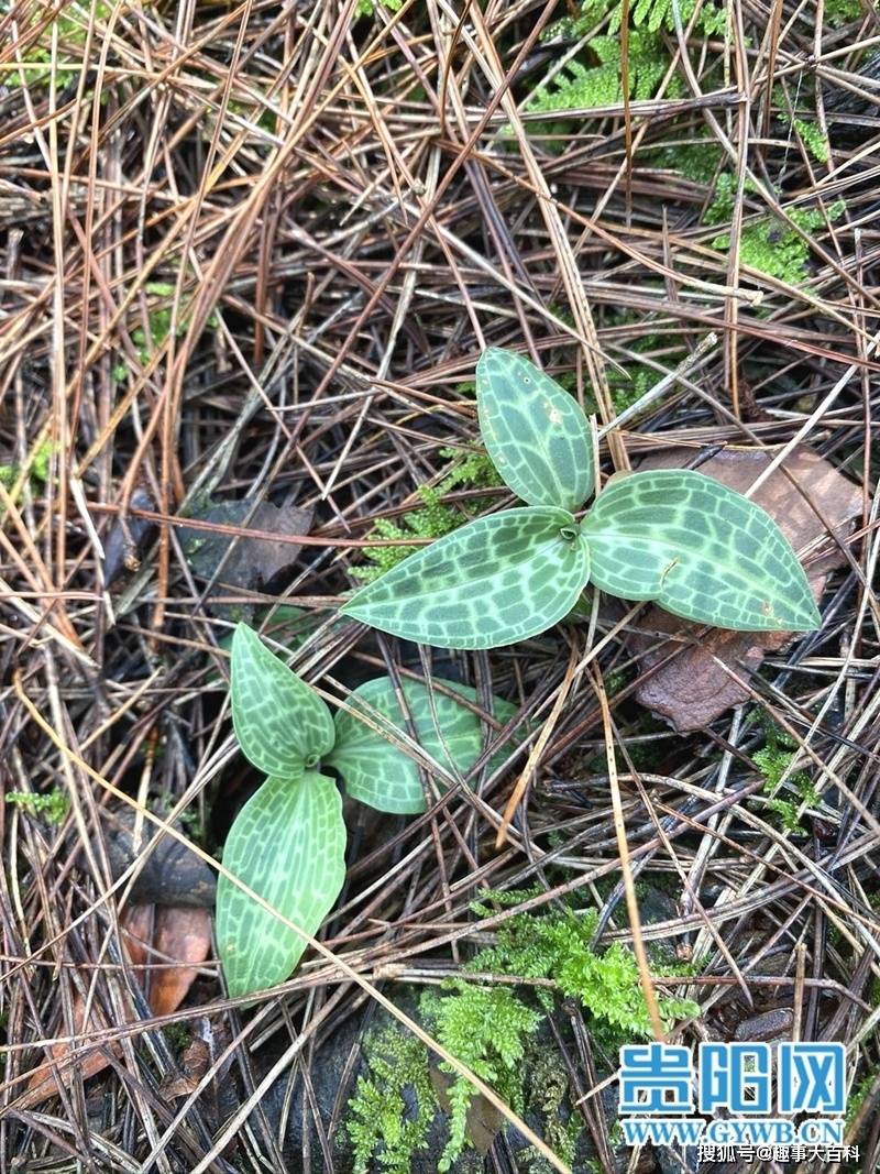 罕见!贵州龙里境内发现成片斑叶兰,为濒危珍稀植物