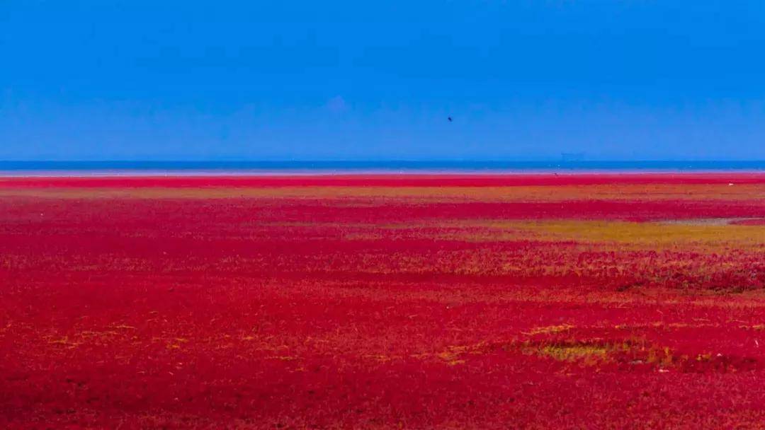 盘锦红海滩,浪漫的红色海岸线