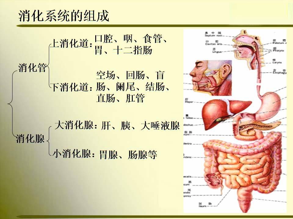 是什么原因引起的?