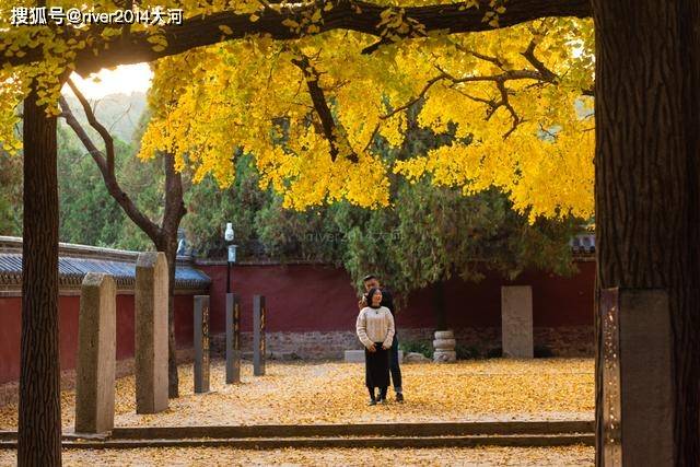 山东这棵4000多年的银杏到了最美时节，游客纷纷前来打卡_定林寺