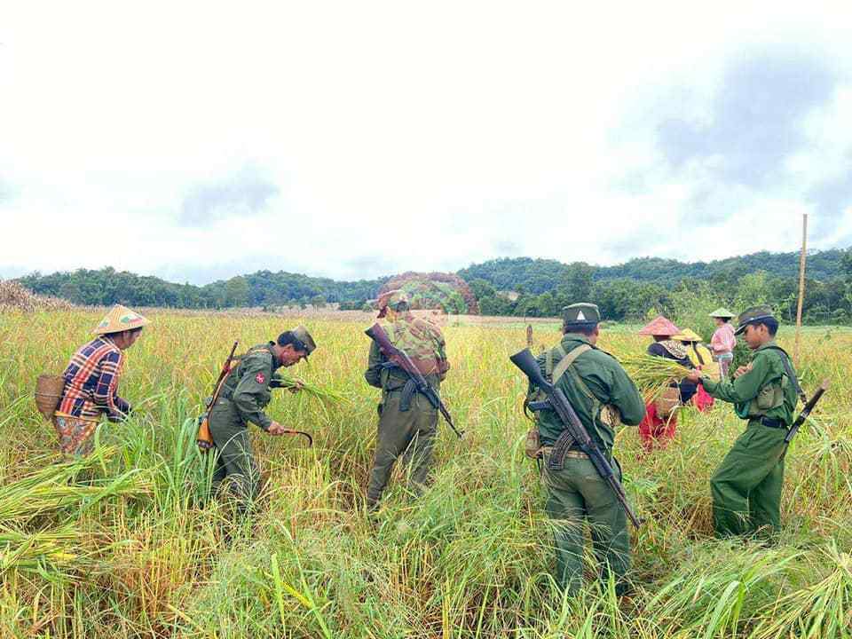 缅甸这两支武装不仅在战场上相互打仗最近还搞起了帮农民割稻谷的比赛