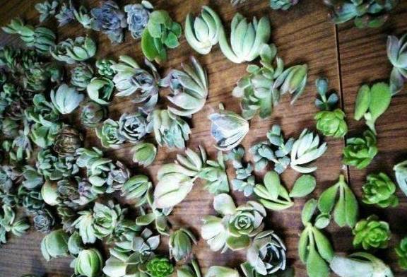 多肉叶插只生根不发芽咋办 ac107fe54de04f79a2b19d5865a10aad.jpeg