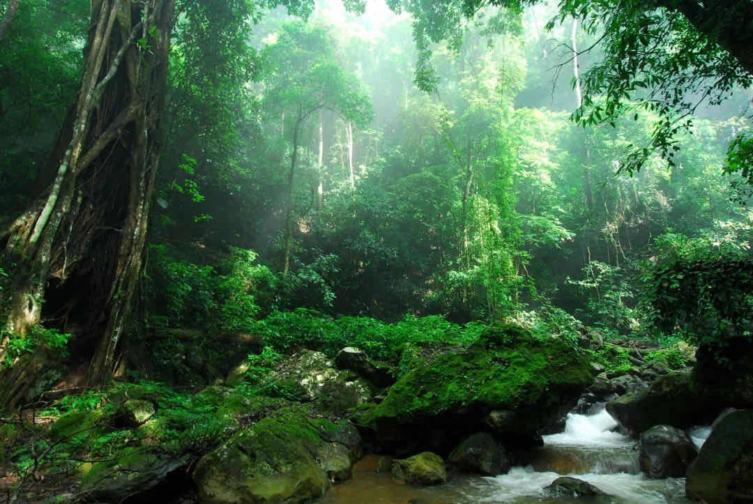西双版纳是热带雨林生存的极限,也是历经千万年形成的