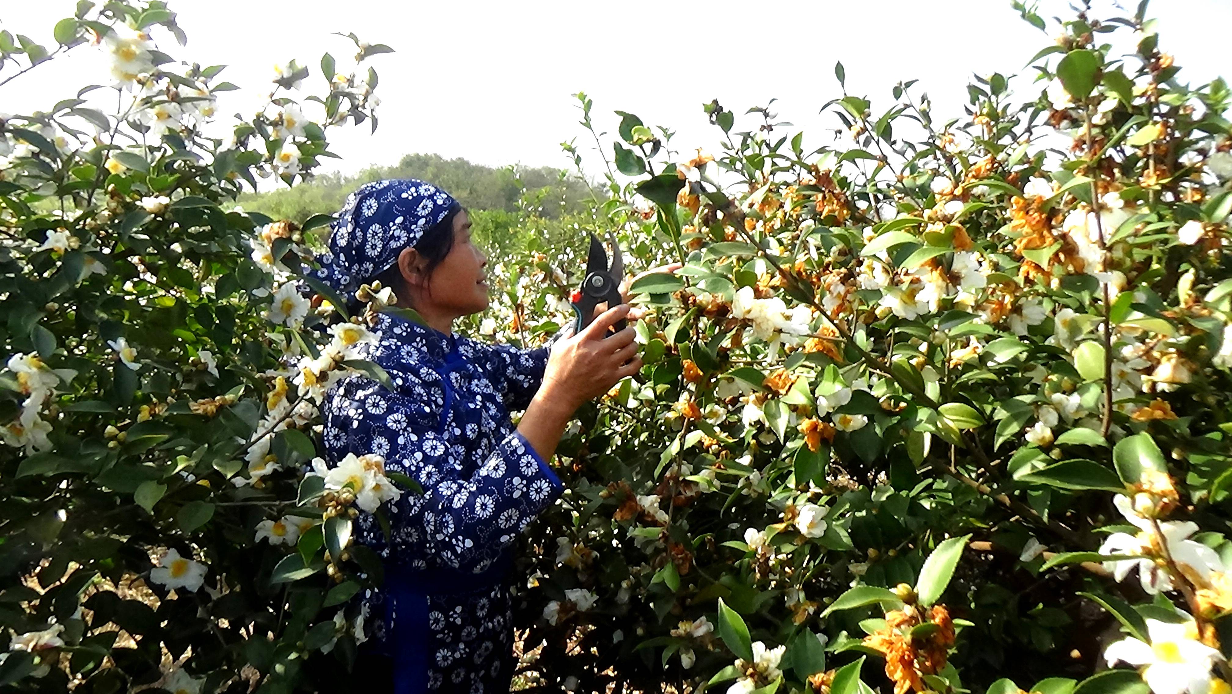 湖口县流泗镇油茶基地600亩油茶树茶花盛开