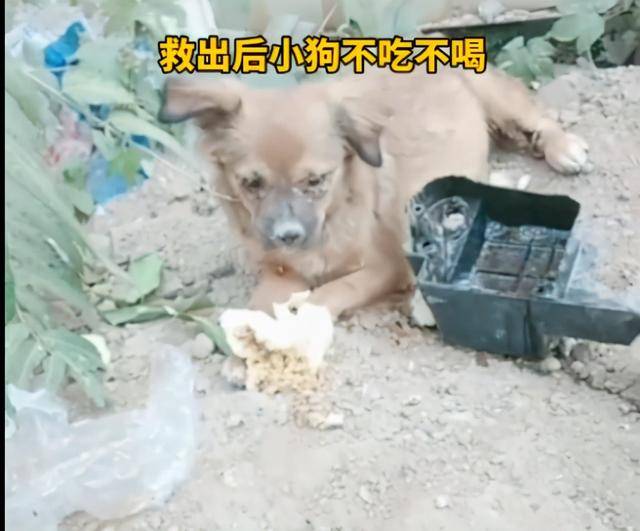 成语什么埋土狗_小土狗(2)