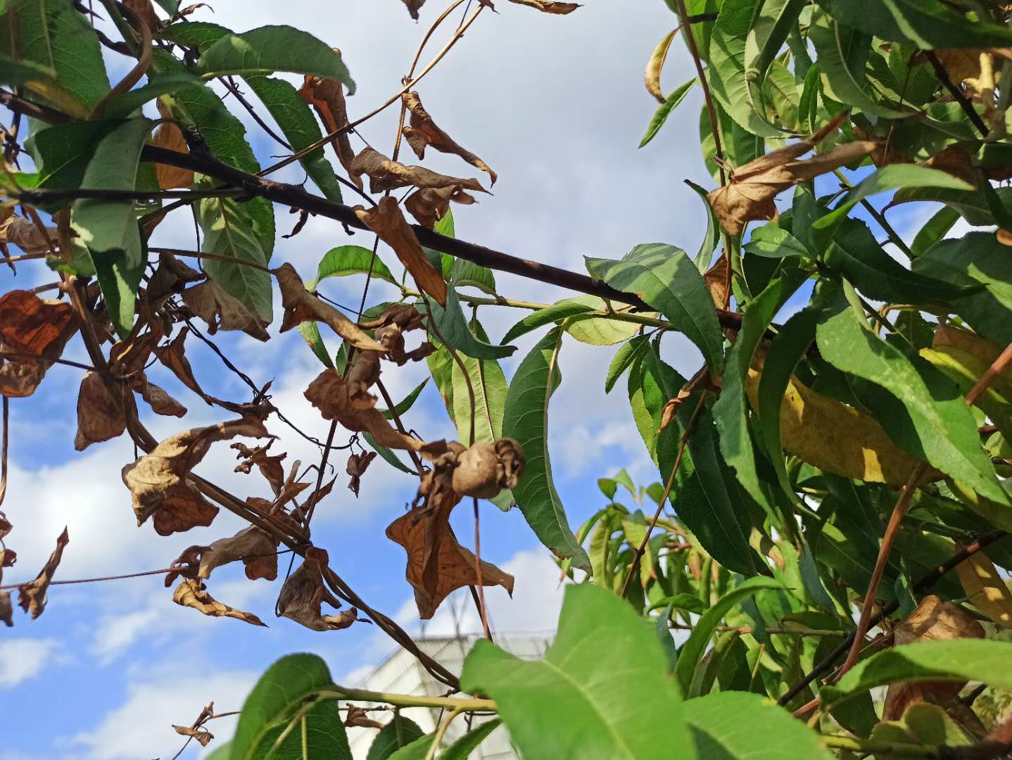 地栽木瓜冬瓜结果;菌棒姗姗出菇;收获一树山药豆