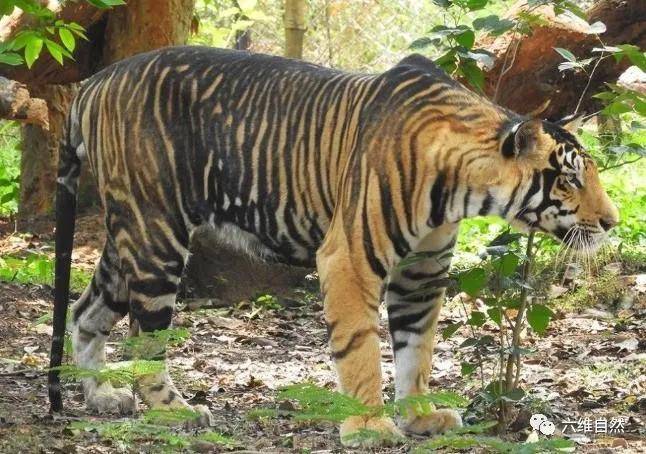 原创印发现一头罕见的野生黑虎一身厚厚黑色条纹是最稀有老虎之一