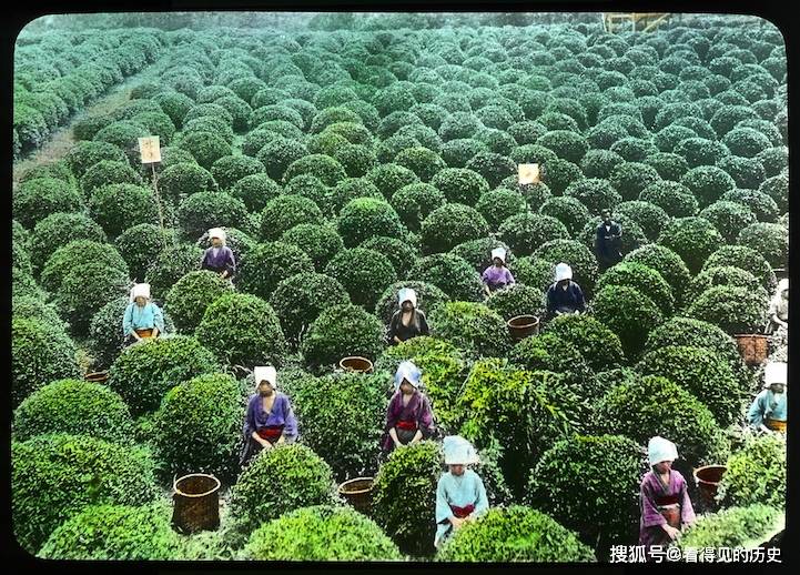 日本20世纪初的照片  展示了茶叶生产的全过程_静冈