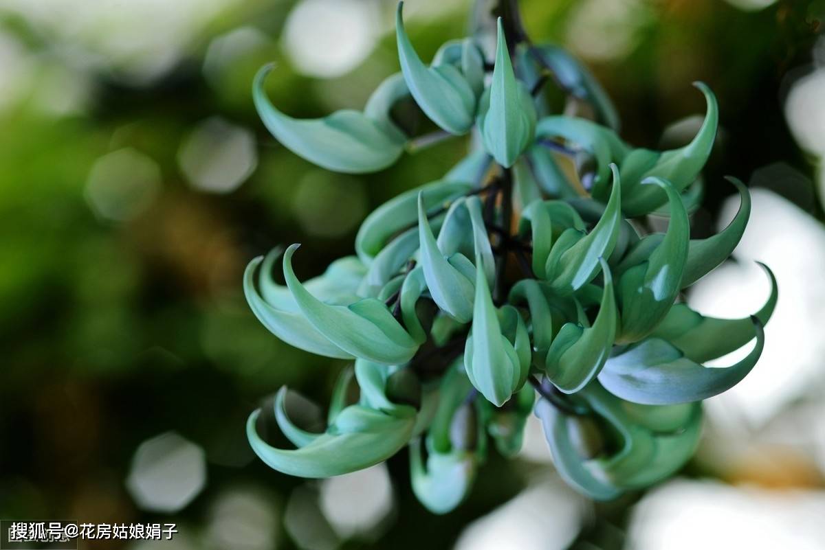 原创植物王国里独一无二的翡翠植物,似鸟爪,似蝴蝶,你见过没有