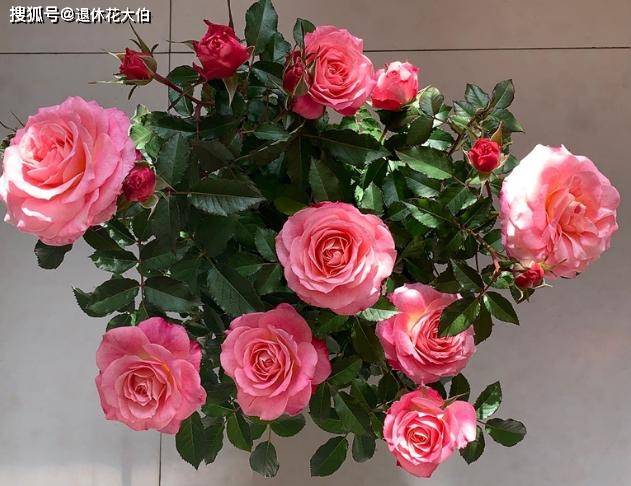 盆栽大花月季不如选微型花型紧凑品种繁多一次开花上百朵