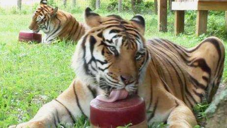 老虎舌头又被称为剔骨刀被它们舔一口会掉一层皮吗