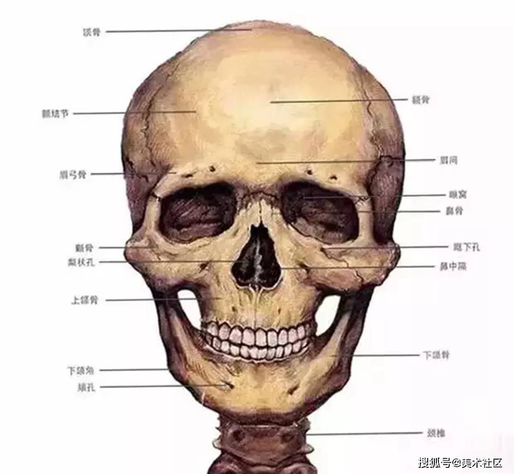 想要你的素描头像拿高分,这些结构一定要画对_头骨