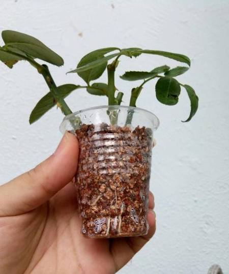 蔷薇花几月份扦插好成活 c430f73377be455fa6e92a5ab6116e39.jpeg