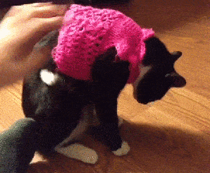 搞笑gif趣图:我虽然不是人,但你是真的狗啊!