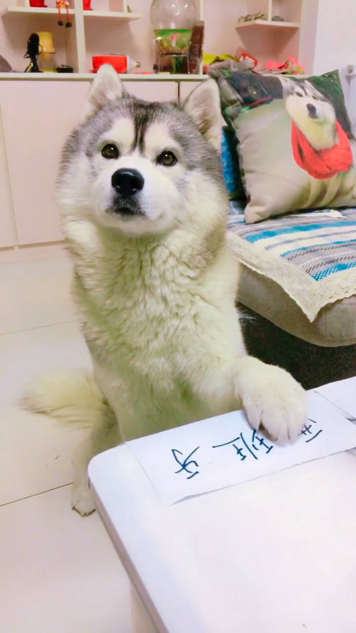 狗猜一成语_木猜一成语疯狂看图(2)