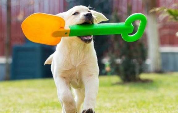 怎么看小狗性格温顺 d9d638b2c7d64ea5ae005e0dce75cfcf.jpeg