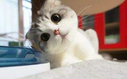 小猫视频搞笑小猫跳舞 0e3ccfec86004d789a8b523f769bac69.jpeg