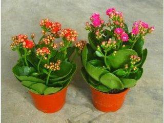 a4476624be5d49019d023fae9911aed2.jpeg