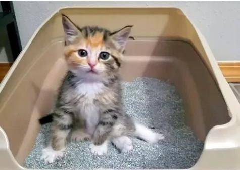 怎么看小猫有没有上厕所 a86b323e22f145baa25fb069ae818874.jpeg