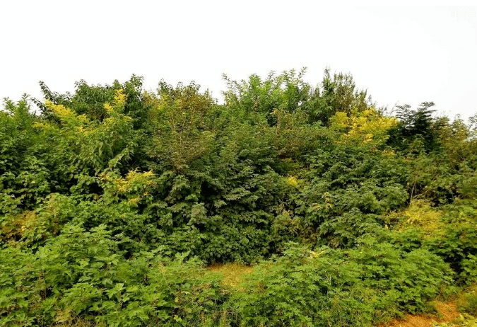 遗址|曾经东汉最大的天文台，现在却踪迹全无，究竟是什么原因呢？