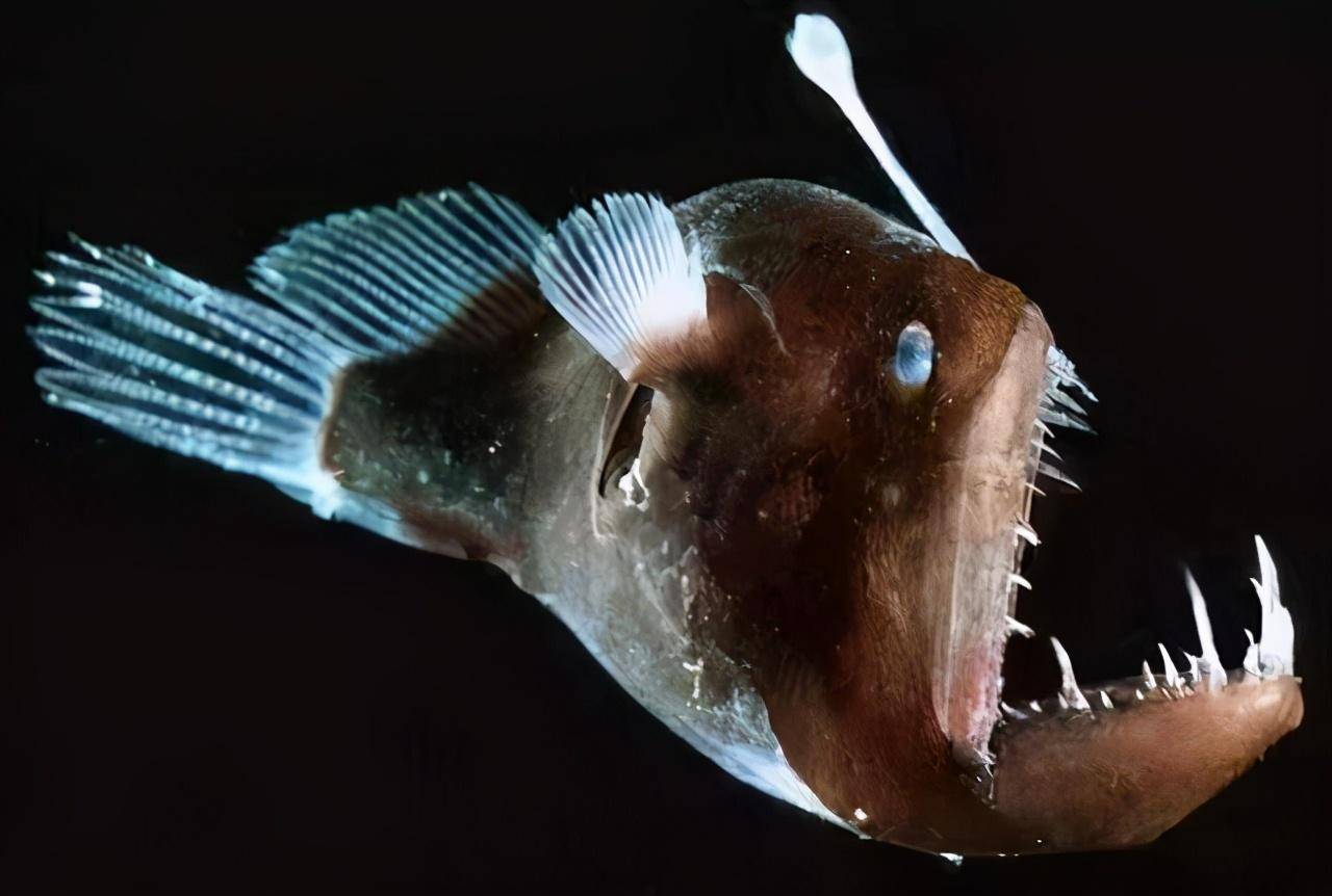 琵琶鱼的交配方式有多可怕?雄性不仅活不成,还变成雌性的性器官