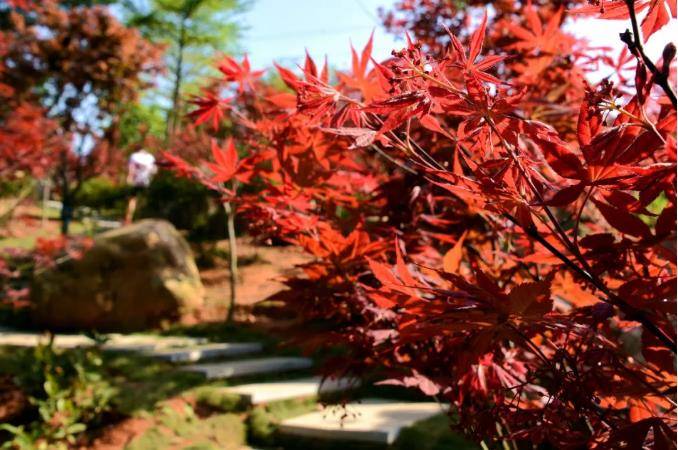 藏在广州的秋色，不用去北方，也能邂逅绝美红枫