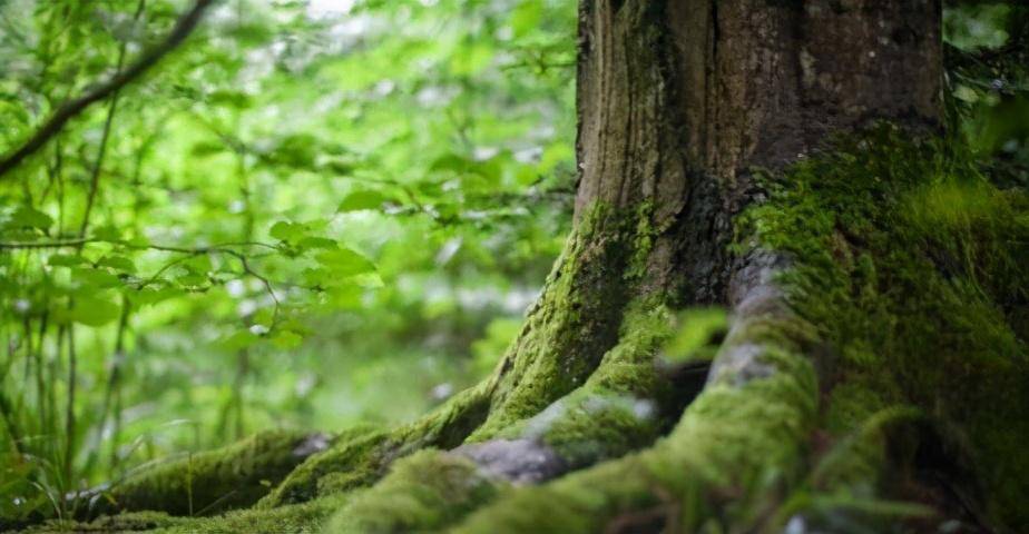 嘴皮子|“动动嘴皮子”就能挣大钱？这些专业太想选了