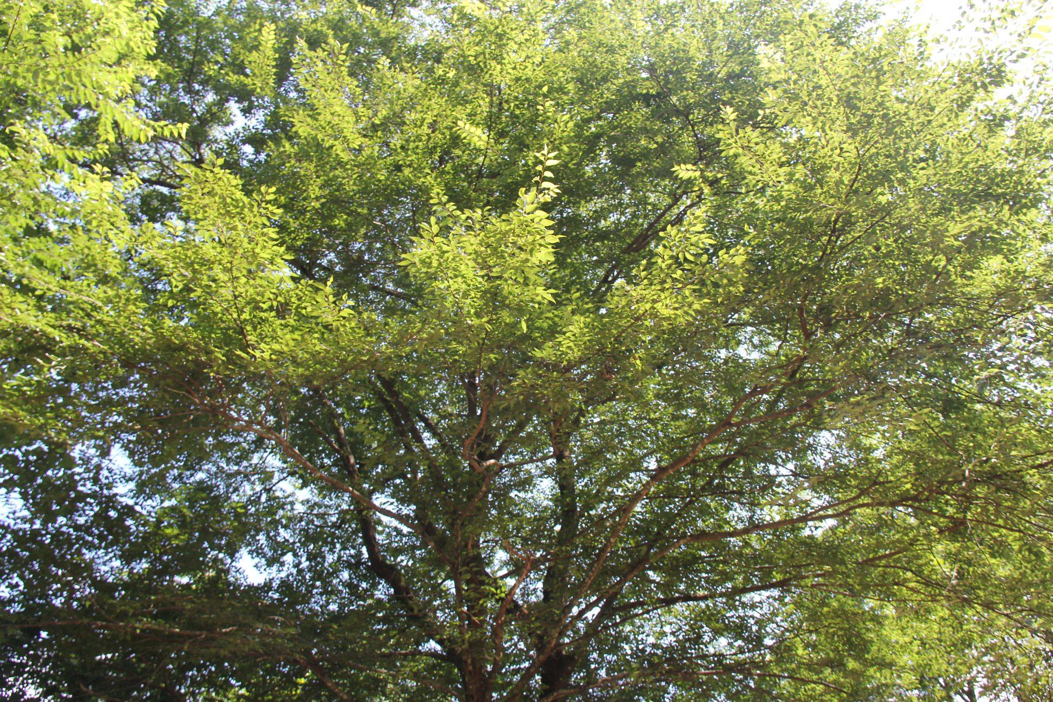 庆元植物1318榆科糙叶树属糙叶树