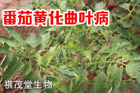 番茄黄化曲叶病毒病的症状,原因和防治方法,无毒无药残中药防治番茄