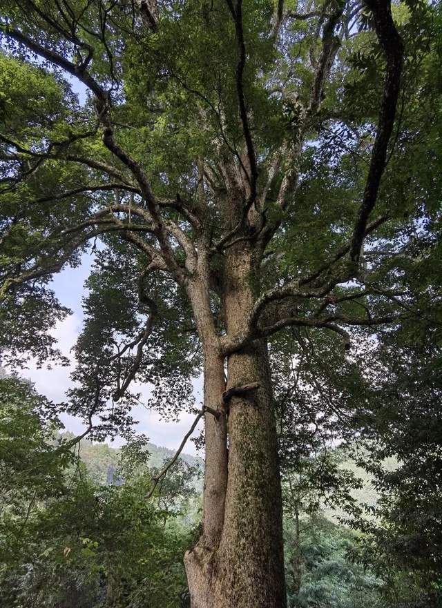 西厢记|央视走进西厢村,南江这个"网红村"邀你打卡!