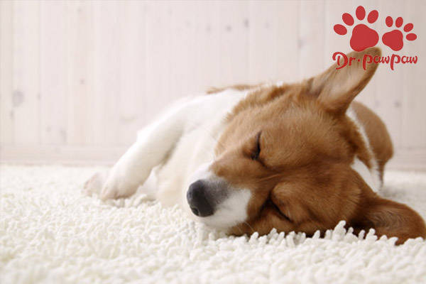 怎么看小狗发烧 4d06cc904985467d8029b25ace0d2b91.jpeg