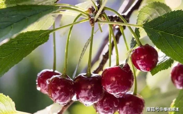 如何挑选大樱桃品种 c1628227a7e844fc9e11597b1a2b9b08.jpeg