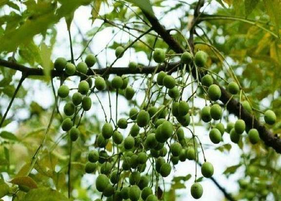 原创这种树在农村很常见开花香味十足果子也有价值人称楝果子