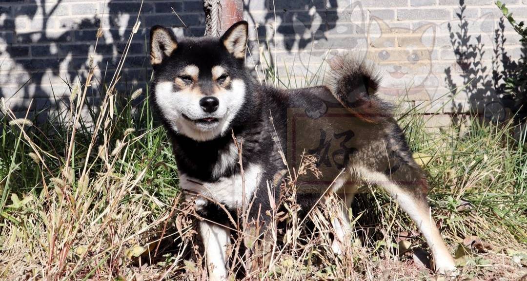 如何挑选柴犬幼犬黑柴汇总篇