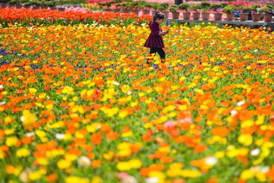 花乡人口_花乡奥莱村品牌分布图(3)