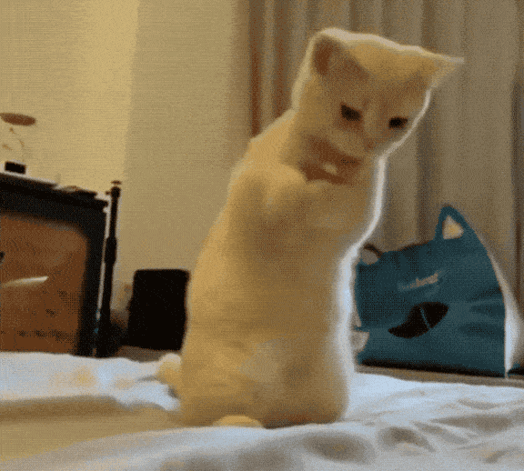 你的举手之劳,会让小猫咪避免这些隐形杀手!