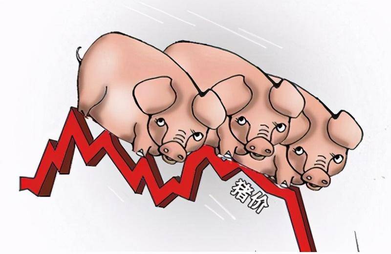 原创11月17日生猪价格反弹,猪价上涨"岌岌可危",未来猪价看向哪?