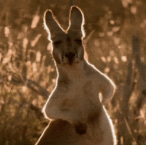 搞笑gif:哥们儿,这么任性么,奔驰车标拿来做零食盒