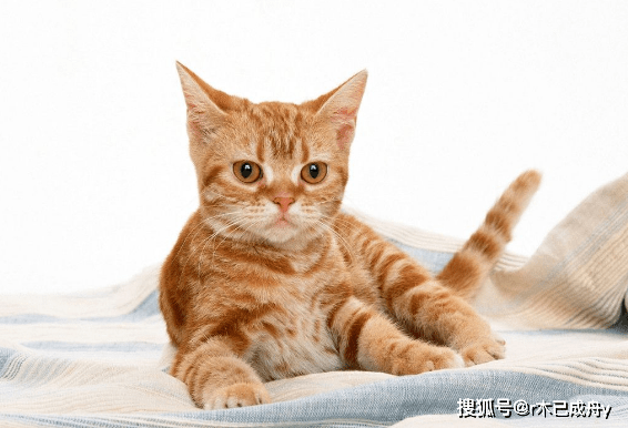 0aed01939dc94f1283448b1bfdc72923.png