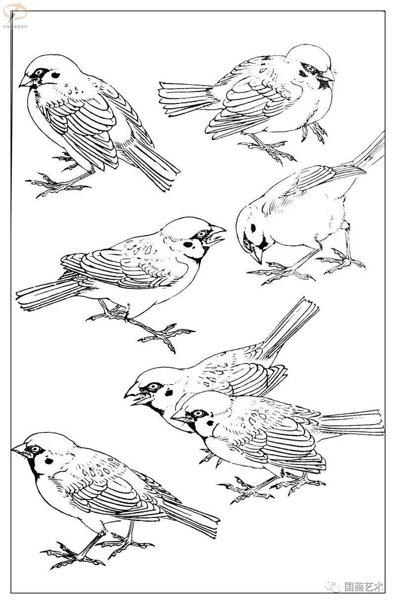 如何画白描禽鸟先从麻雀学起学会了麻雀画法触类旁通