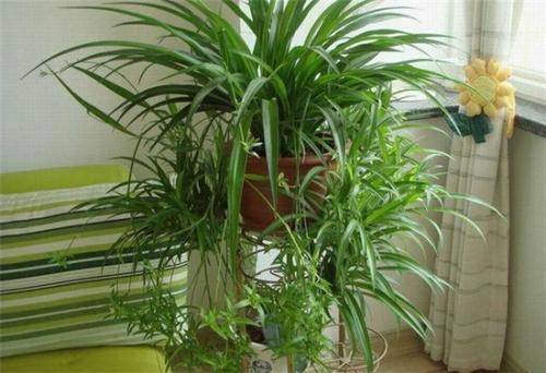 惠州四季绿公司“网绿店”倒闭 充值数万元打水