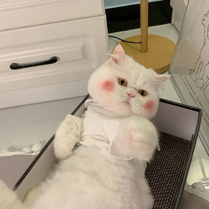 可爱的猫咪头像