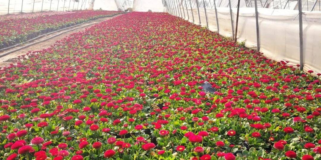 设施花卉种植目前已达 上千亩,是关中地区乃至陕西省草花种植最集中