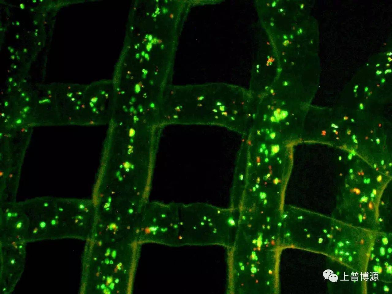 生物3D打印技术的概述