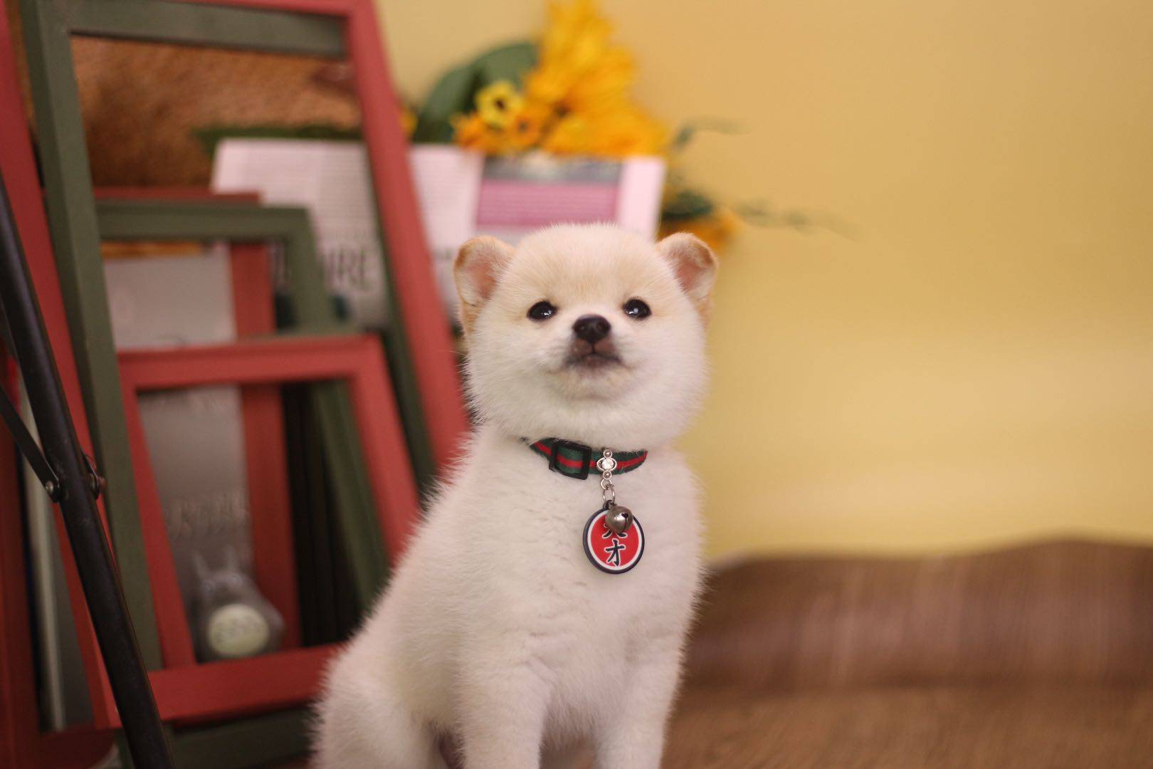 原来柴犬有这么多颜色？选什么颜色的柴犬好呢？_搜狐网